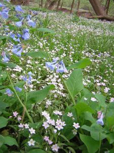 Virginia Bluebells