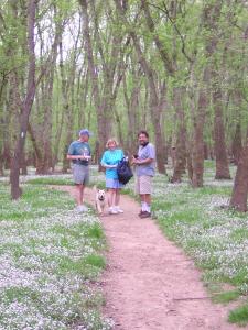 Virginia Bluebells2